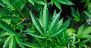 Green Cannabis Leaf