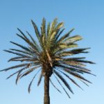 Palm Tree Southern California Cannabis