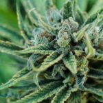 cannabis strains san diego