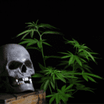Skull with cannabis plant