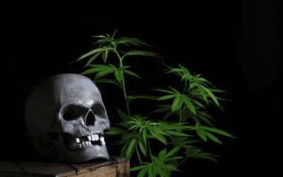 No Tricks, Only Treats: Your Guide to a Wicked Halloweed