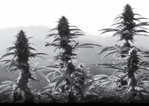 Cannacraft outdoor cannabis farm