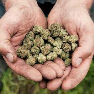 sustainably grown cannabis buds
