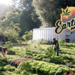 Brother David visits Sun+Earth certified cannabis farm