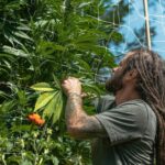 Flow Kana man checks cannabis plant