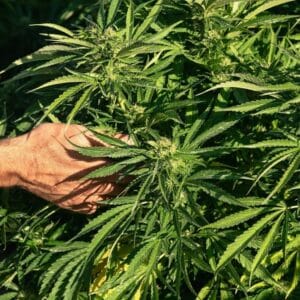 Sungrown Cannabis Flower