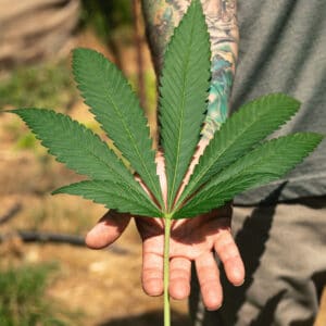 Livicated Farm Cannabis Leaf