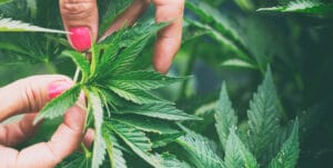 woman holding cannabis plant