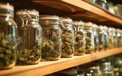 Best Cannabis Strains for Anxiety: Guide to Finding Calm with Cannabis